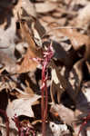 Spring coralroot